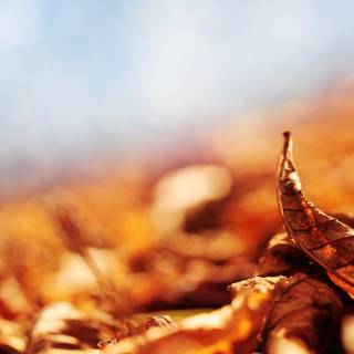 Autumn dry leaf wallpaper
