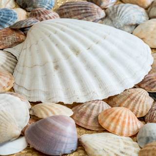 Summer seashell wallpaper