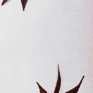 Autumn dry leaf wallpaper