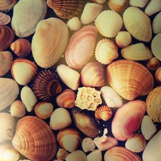 Summer seashell wallpaper