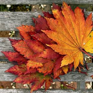 Autumn dry leaf wallpaper