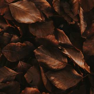 Autumn dry leaf wallpaper