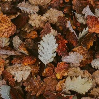 Autumn dry leaf wallpaper