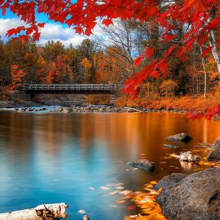 Autumn forest art wallpaper