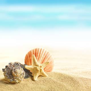 Summer seashell wallpaper