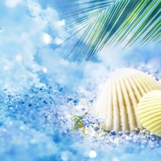 Summer seashell wallpaper