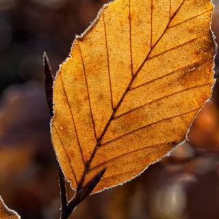 Autumn dry leaf wallpaper