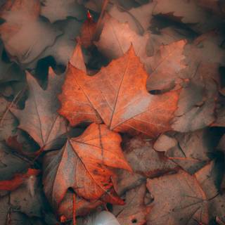 Autumn dry leaf wallpaper