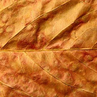 Autumn dry leaf wallpaper