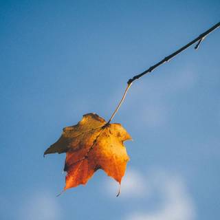 Autumn dry leaf wallpaper