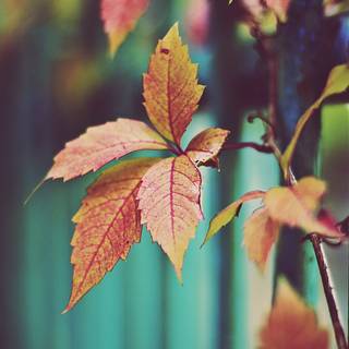 Autumn dry leaf wallpaper