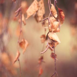 Autumn dry leaf wallpaper