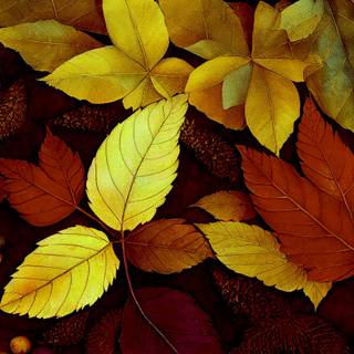 Autumn dry leaf wallpaper