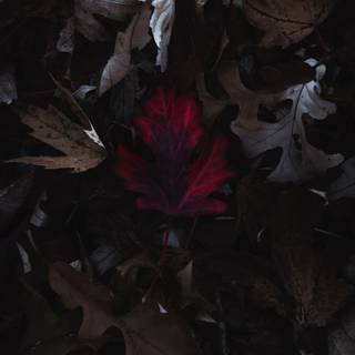 Autumn dry leaf wallpaper