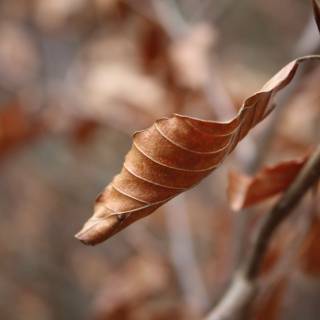 Autumn dry leaf wallpaper