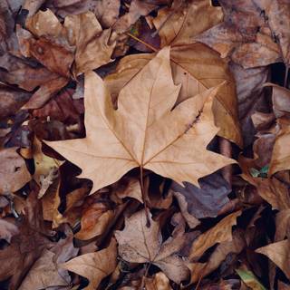 Autumn dry leaf wallpaper