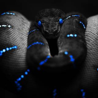 Funny snake wallpaper