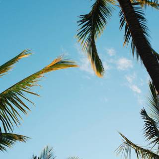 Summer vibe iPhone wallpaper