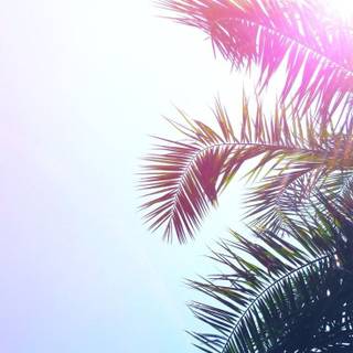 Summer vibe iPhone wallpaper