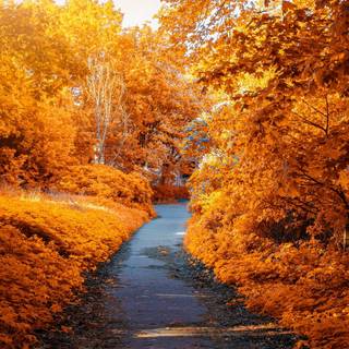 1080x1920 autumn wallpaper