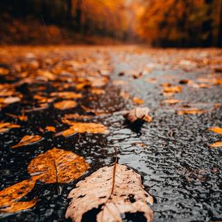 1080x1920 autumn wallpaper