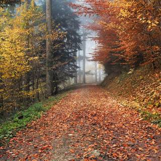 1080x1920 autumn wallpaper