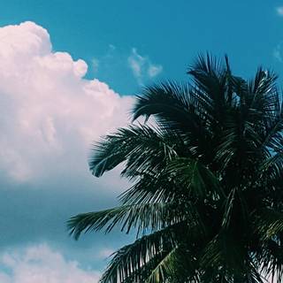 Summer vibe iPhone wallpaper