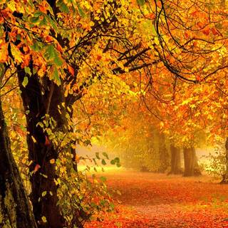 1080x1920 autumn wallpaper