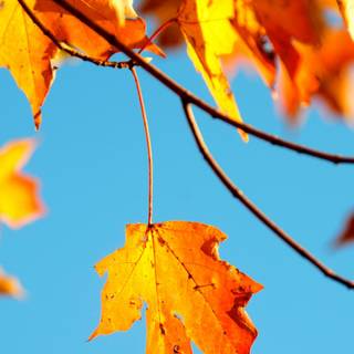 1080x1920 autumn wallpaper