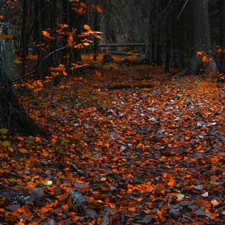 1080x1920 autumn wallpaper