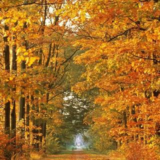 1080x1920 autumn wallpaper