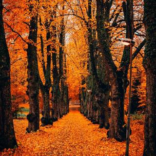 1080x1920 autumn wallpaper