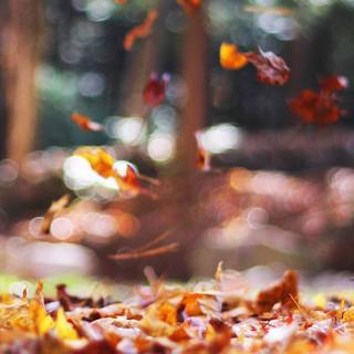 1080x1920 autumn wallpaper