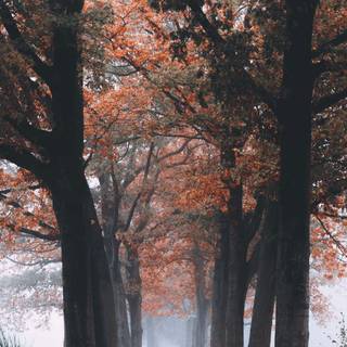 1080x1920 autumn wallpaper