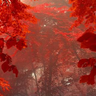 1080x1920 autumn wallpaper