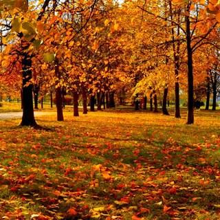 1080x1920 autumn wallpaper