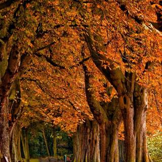 1080x1920 autumn wallpaper