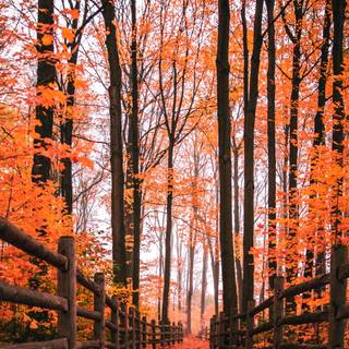 1080x1920 autumn wallpaper