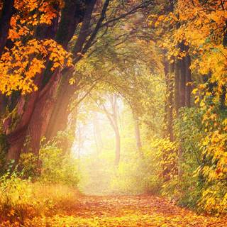 1080x1920 autumn wallpaper