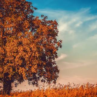 Autumn cloudy wallpaper