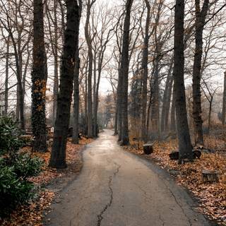 Autumn cloudy wallpaper