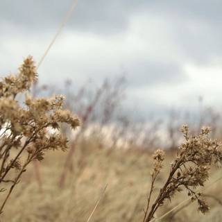 Autumn cloudy wallpaper