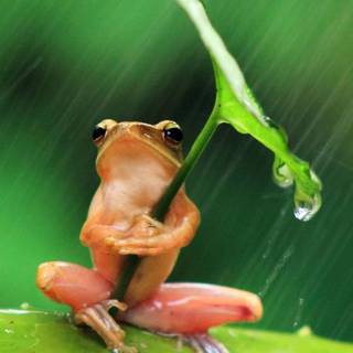 Frog summer wallpaper