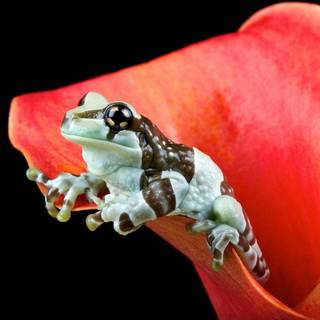 Frog summer wallpaper