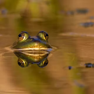 Frog summer wallpaper