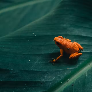 Frog summer wallpaper
