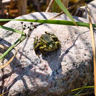 Frog summer wallpaper