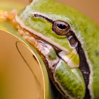 Frog summer wallpaper