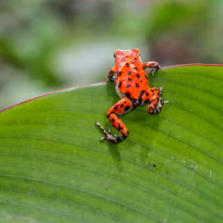 Frog summer wallpaper