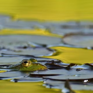 Frog summer wallpaper